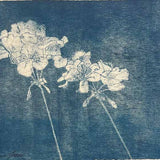 Small geraniums 2024