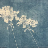 Small geraniums 2024