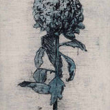 Chrysanthemum III 2024