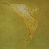 Flutter (medium) 2010