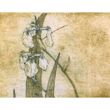 Diagonal Mar Iris series, composition II 2018