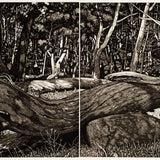 The Tangled Wood (composition VII) 2018