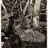 The Tangled Wood (composition XII) 2018