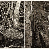The Tangled Wood (composition IX) 2018