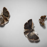 Night fliers – bogong moths 2023