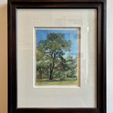 She oaks in the sunshine, Rushcutters Bay 2014