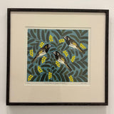 White fronted honeyeater and wattle 2023