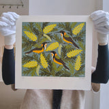 Eastern spinebill and grevillea 2023