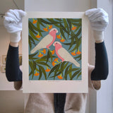 Galahs & eucalyptus 2025