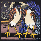 Nankeen night herons 2024