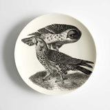 European Honey Buzzard 2016