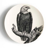 White Headed Sea Eagle 2018