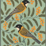 Golden whistlers 2017