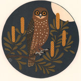 Southern boobook and banksia 2018