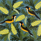 Eastern spinebill and grevillea 2023