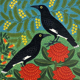 Currawongs in the garden 2024