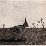 Crested pigeon II 2014