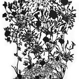 Candy cane sorrel 2024