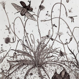 Murnong yam daisy 2020