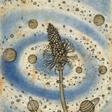 Ribwort plantain 2022