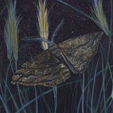 Fuscous bark moth 2026