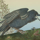 Little Raven 2026
