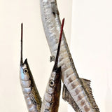 Garfish 2025
