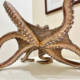 Octopus dance 2025