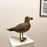 Pacific Gull (juvenile) 2025