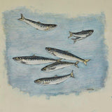 Pilchards swimming 2026