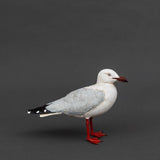Republican icon #181 (silver gull) 2026