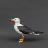 Pacific Gull 2025