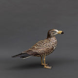 Pacific Gull (juvenile) 2025