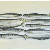 Pilchards on tray 2026
