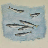 Pilchards swimming 2026