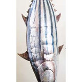 Striped tuna I 2013