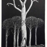 Dead old tree and younglings 1996