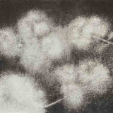 Cherry Blossom 2004-24