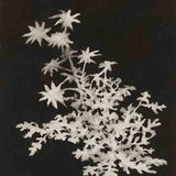 Flannel flower I 2023