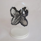 Leaf insect (large) 2019