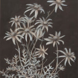 Flannel flower II 2025