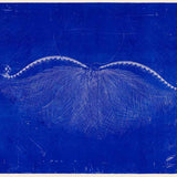 Provocateur indigo N.D.