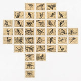 Tree of life, unsuccessful species 2021