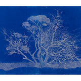 Australian Gothic indigo  N.D.