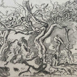 Snow Gums - Perisher 2003