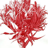 Gymea Lily 2005