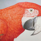 Green Winged Macaw 2020