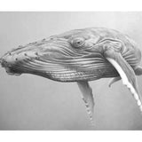 Humpback Whale Calf 2020