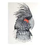 Palm cockatoo portrait 2004