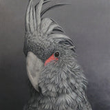 Palm Cockatoo 2024